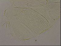 Echiniscus merokensis image