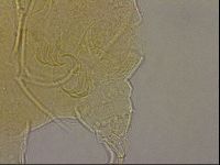 Echiniscus merokensis image