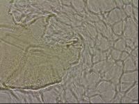 Echiniscus merokensis image