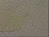 Echiniscus merokensis image