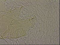 Echiniscus merokensis image