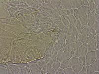 Echiniscus merokensis image