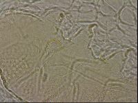 Echiniscus merokensis image