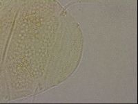 Echiniscus merokensis image