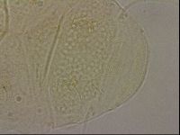 Echiniscus merokensis image