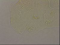 Echiniscus merokensis image