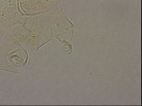 Echiniscus merokensis image