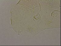 Echiniscus merokensis image