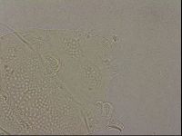 Echiniscus merokensis image
