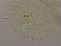 Echiniscus merokensis image