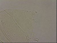 Echiniscus merokensis image