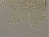 Echiniscus merokensis image