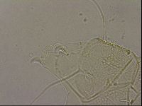 Echiniscus merokensis image