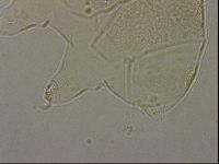 Echiniscus merokensis image