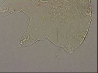 Echiniscus merokensis image