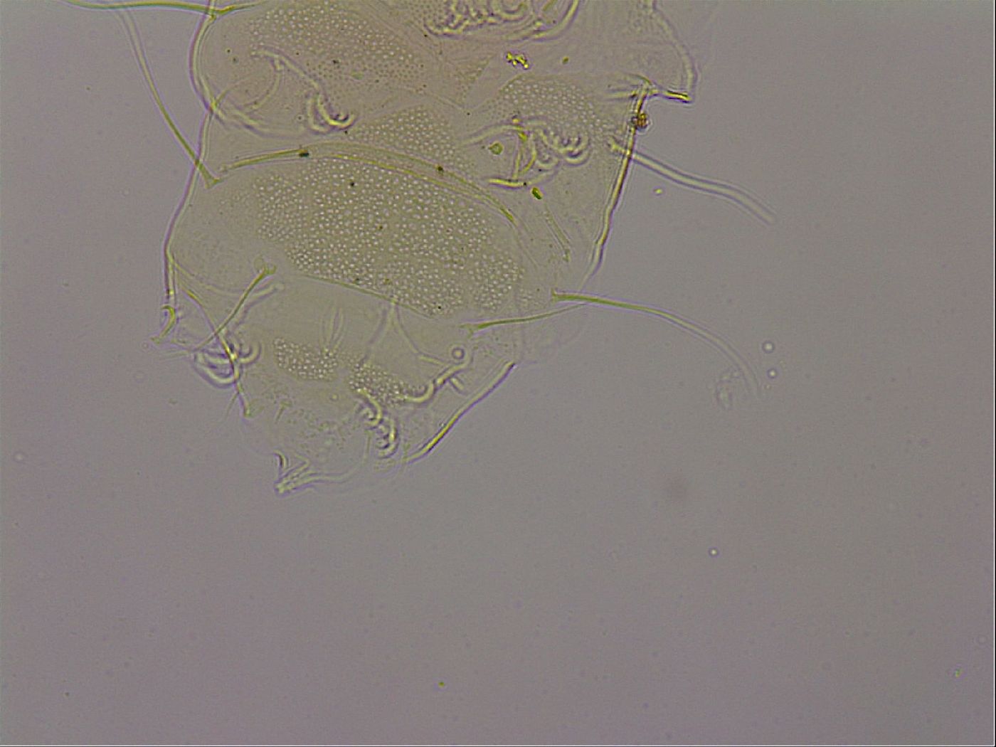 Echiniscus merokensis image