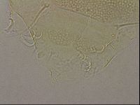 Echiniscus merokensis image