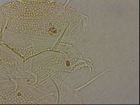 Echiniscus merokensis image