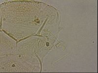 Echiniscus merokensis image