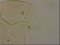 Echiniscus merokensis image