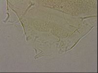 Echiniscus merokensis image