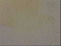Echiniscus merokensis image