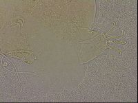 Echiniscus merokensis image