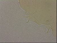 Echiniscus merokensis image