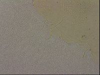 Echiniscus merokensis image