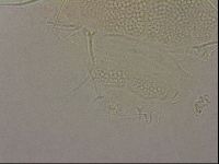 Echiniscus merokensis image