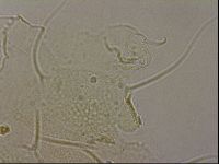 Echiniscus merokensis image