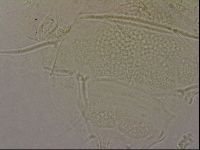 Echiniscus merokensis image