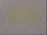 Echiniscus merokensis image