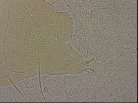 Echiniscus merokensis image
