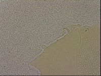 Echiniscus merokensis image