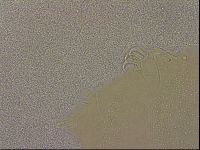 Echiniscus merokensis image