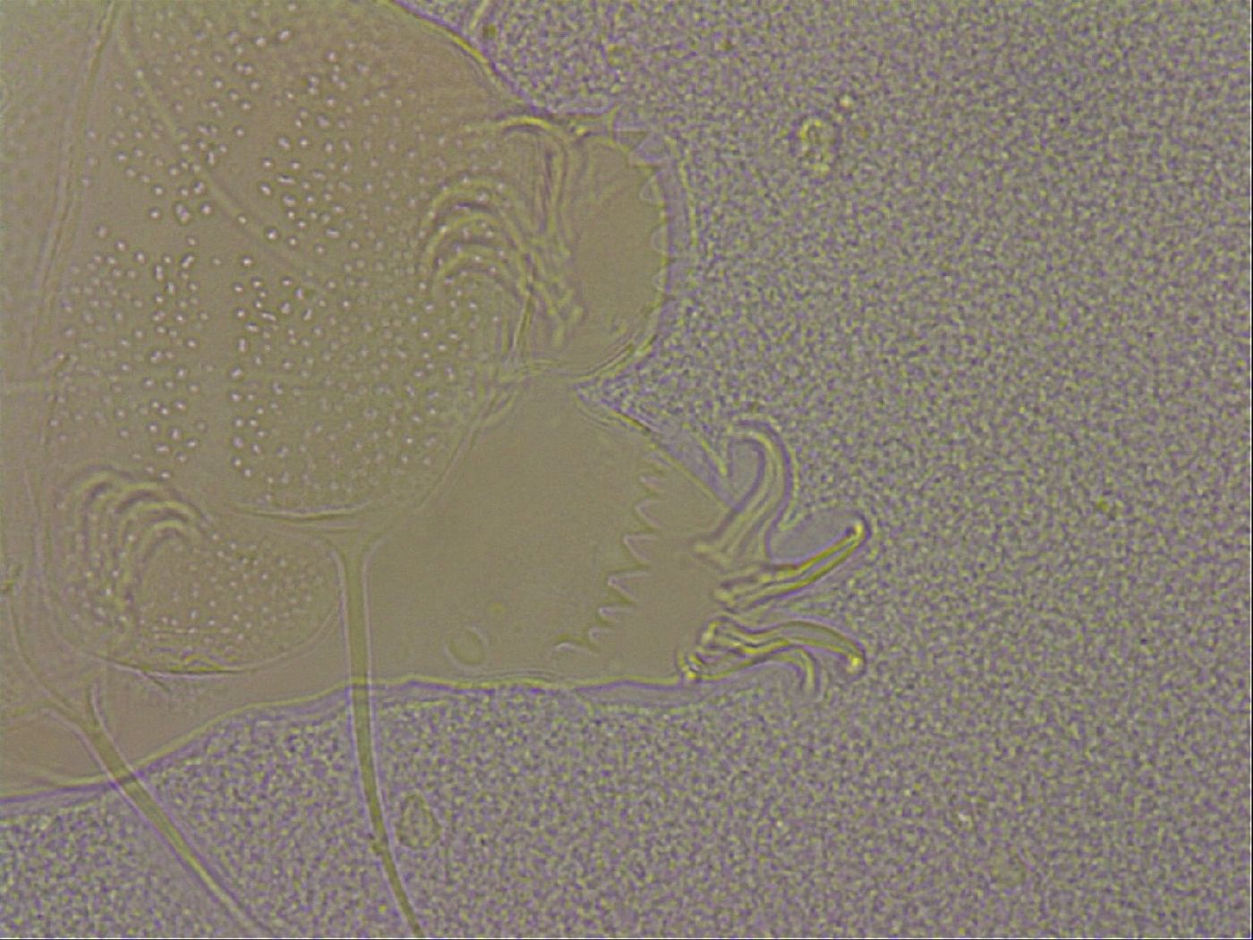 Echiniscus merokensis image