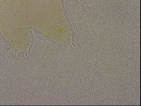 Echiniscus merokensis image