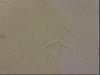 Echiniscus merokensis image