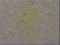Echiniscus merokensis image