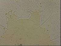 Echiniscus merokensis image