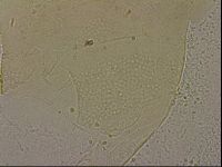 Echiniscus merokensis image