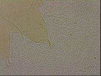 Echiniscus merokensis image