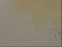 Echiniscus merokensis image
