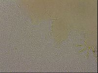 Echiniscus merokensis image