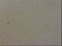 Echiniscus merokensis image
