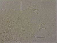 Echiniscus merokensis image