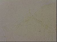 Echiniscus merokensis image