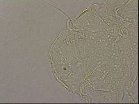 Echiniscus merokensis image