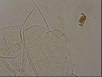 Echiniscus merokensis image